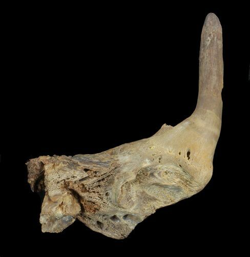 Enchodus (Fanged Fish) Jaw Section - Kansas #42959